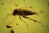 Fossil Fly (Diptera) In Baltic Amber #109507-2